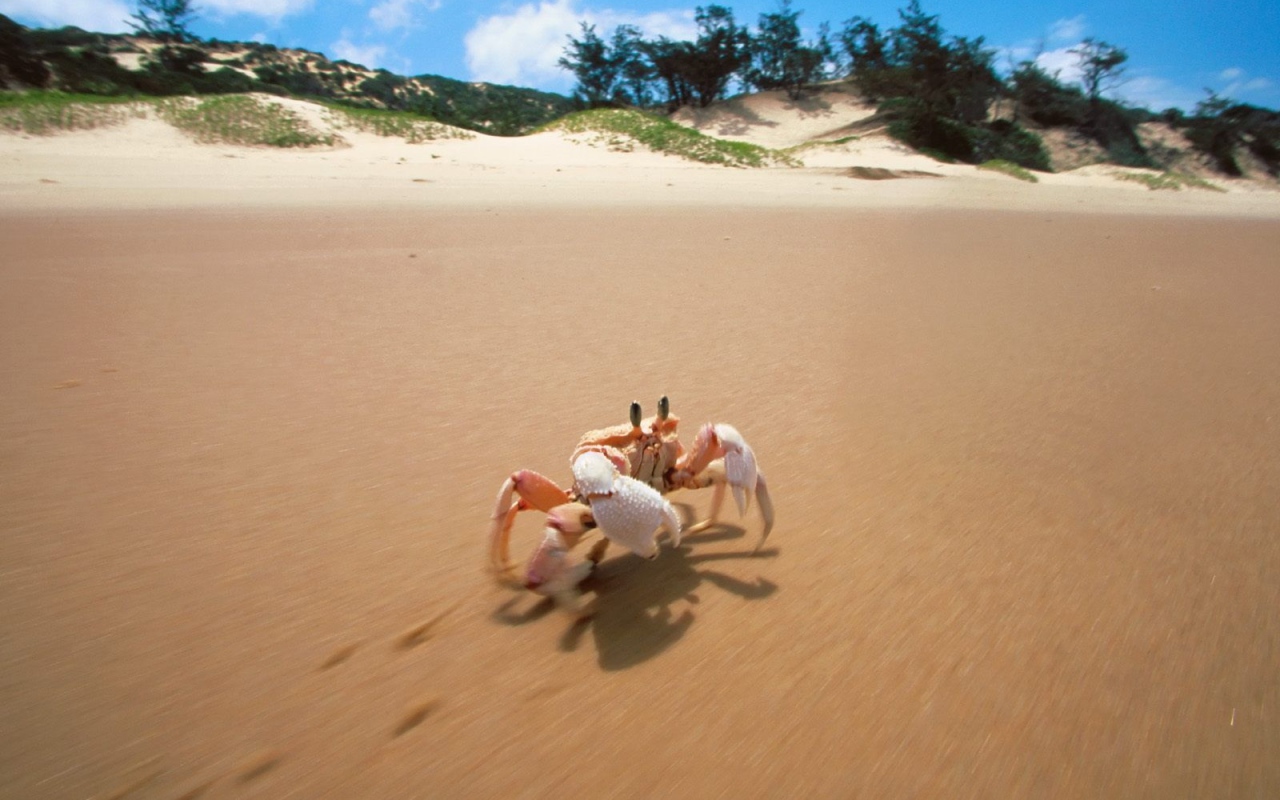 Краб на пляже