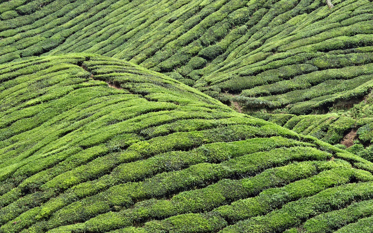 Чайные плантации