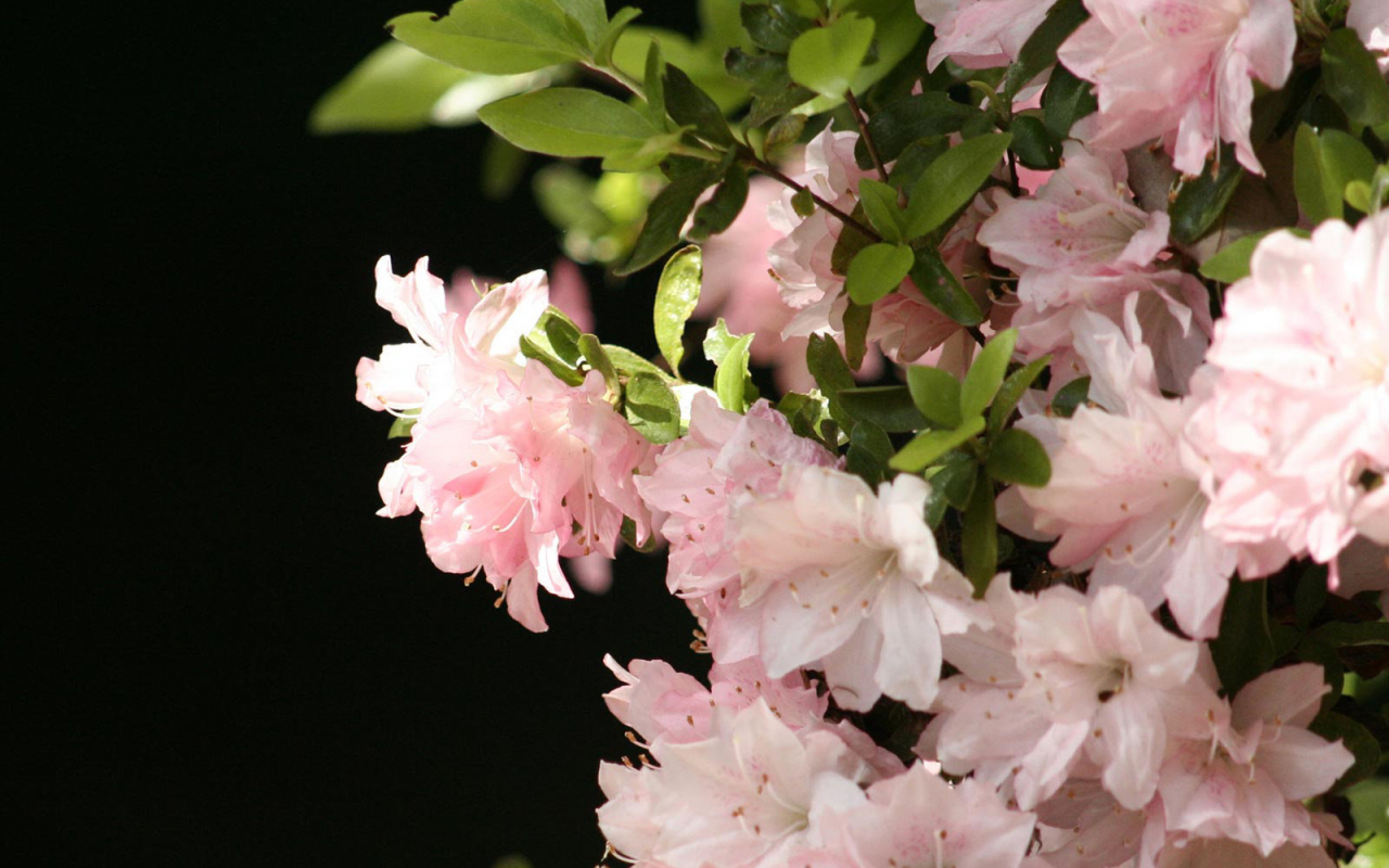 Розовые весенние цветы