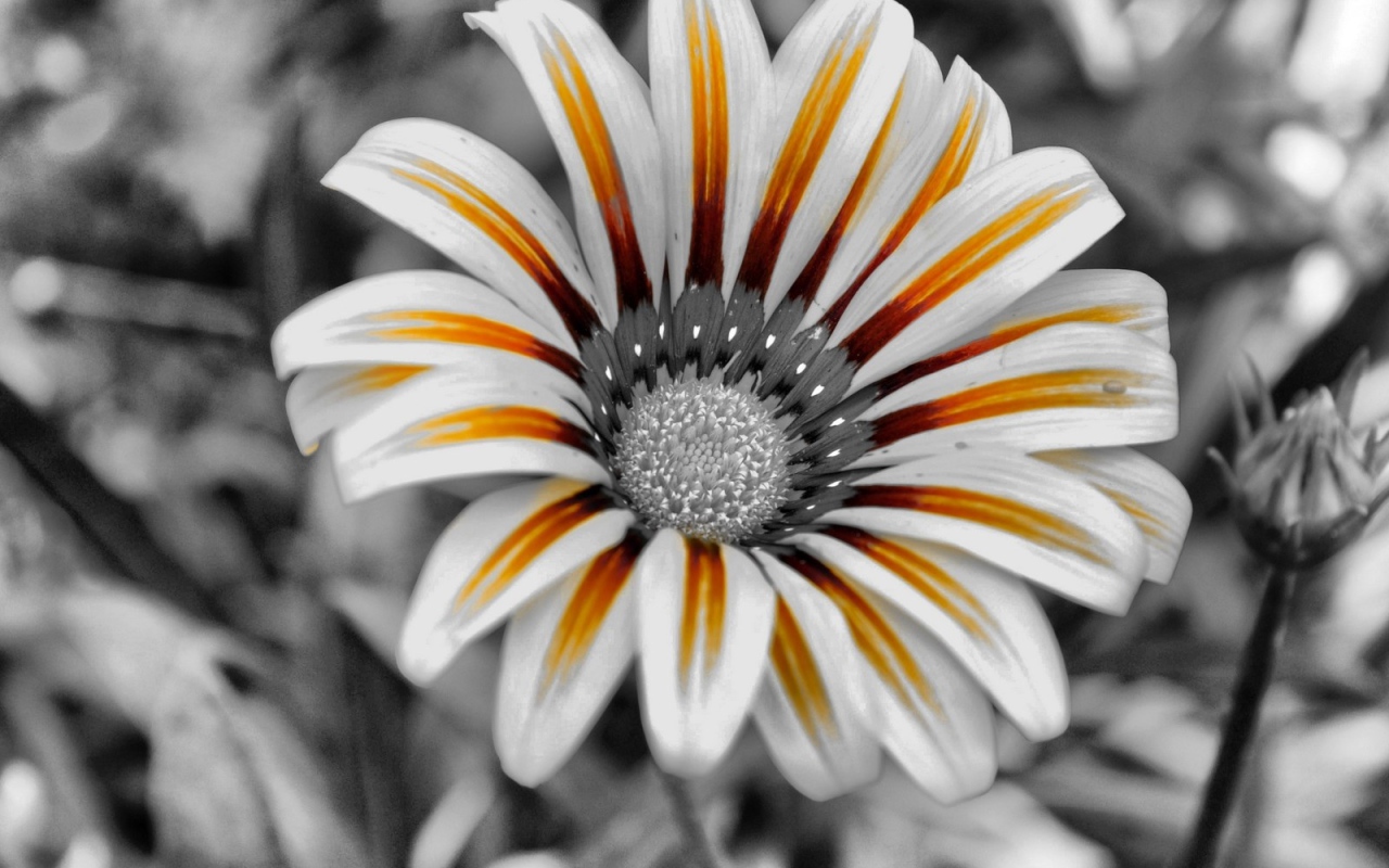 Тигровый цветок