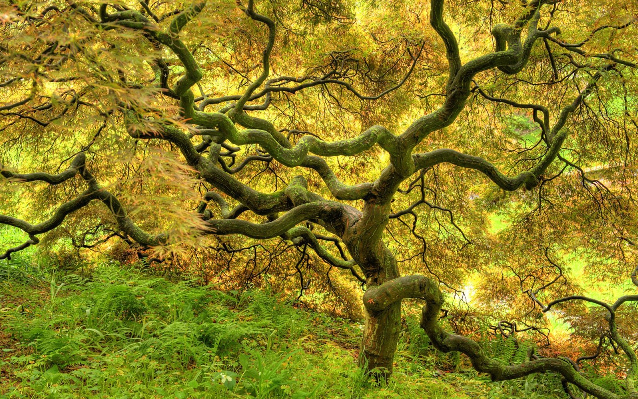 Красивое дерево