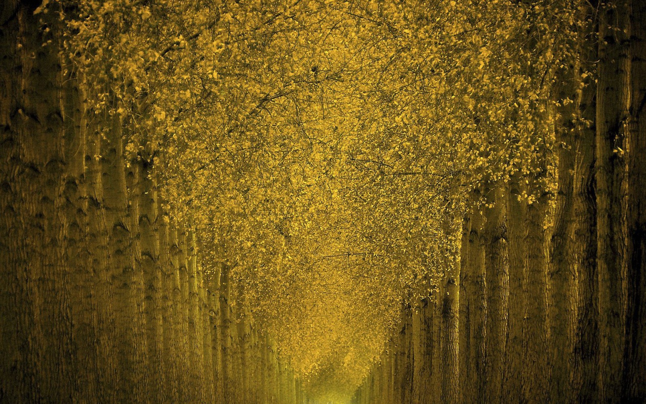 Фантастический лес