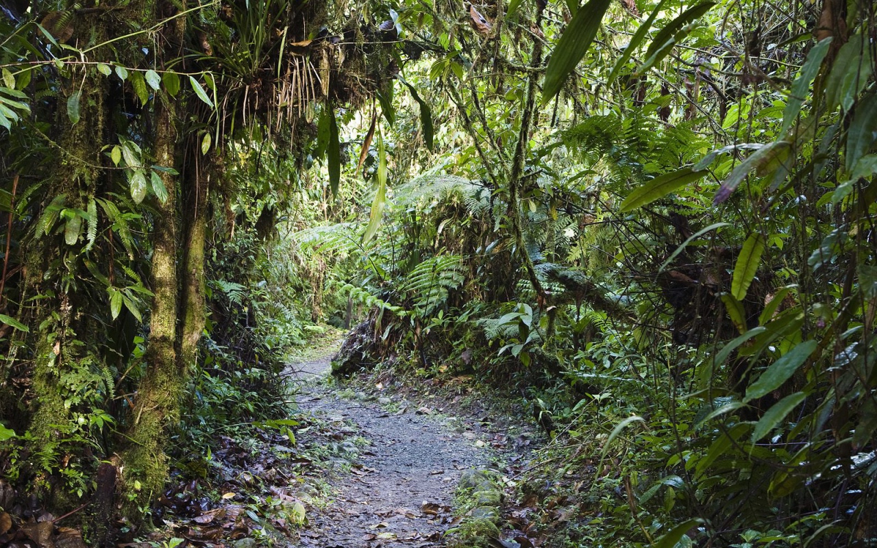 Тропинка через заросли