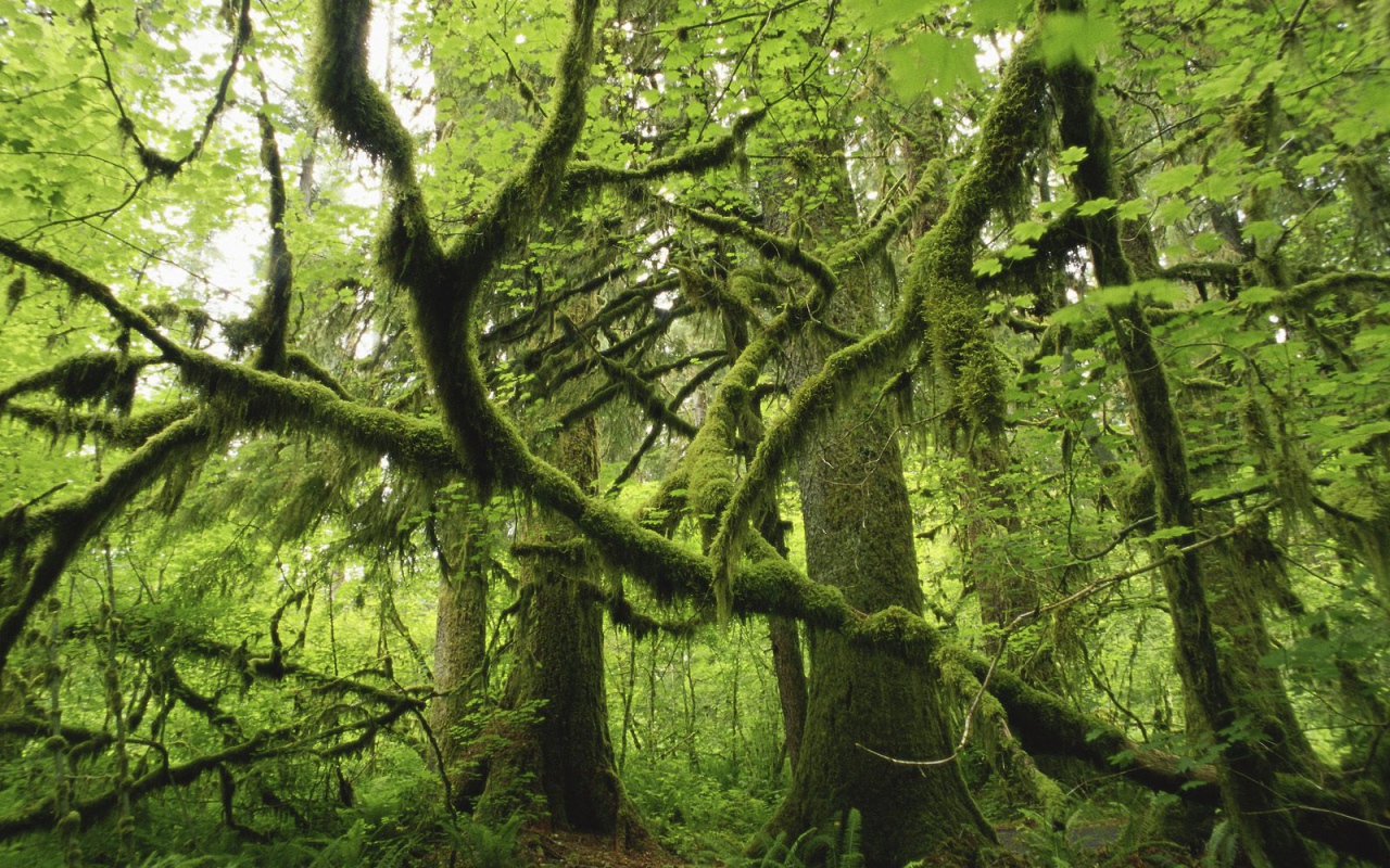 Лес поросший мхом