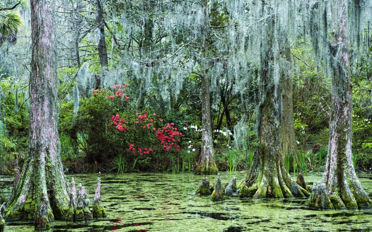 Затонувший лес