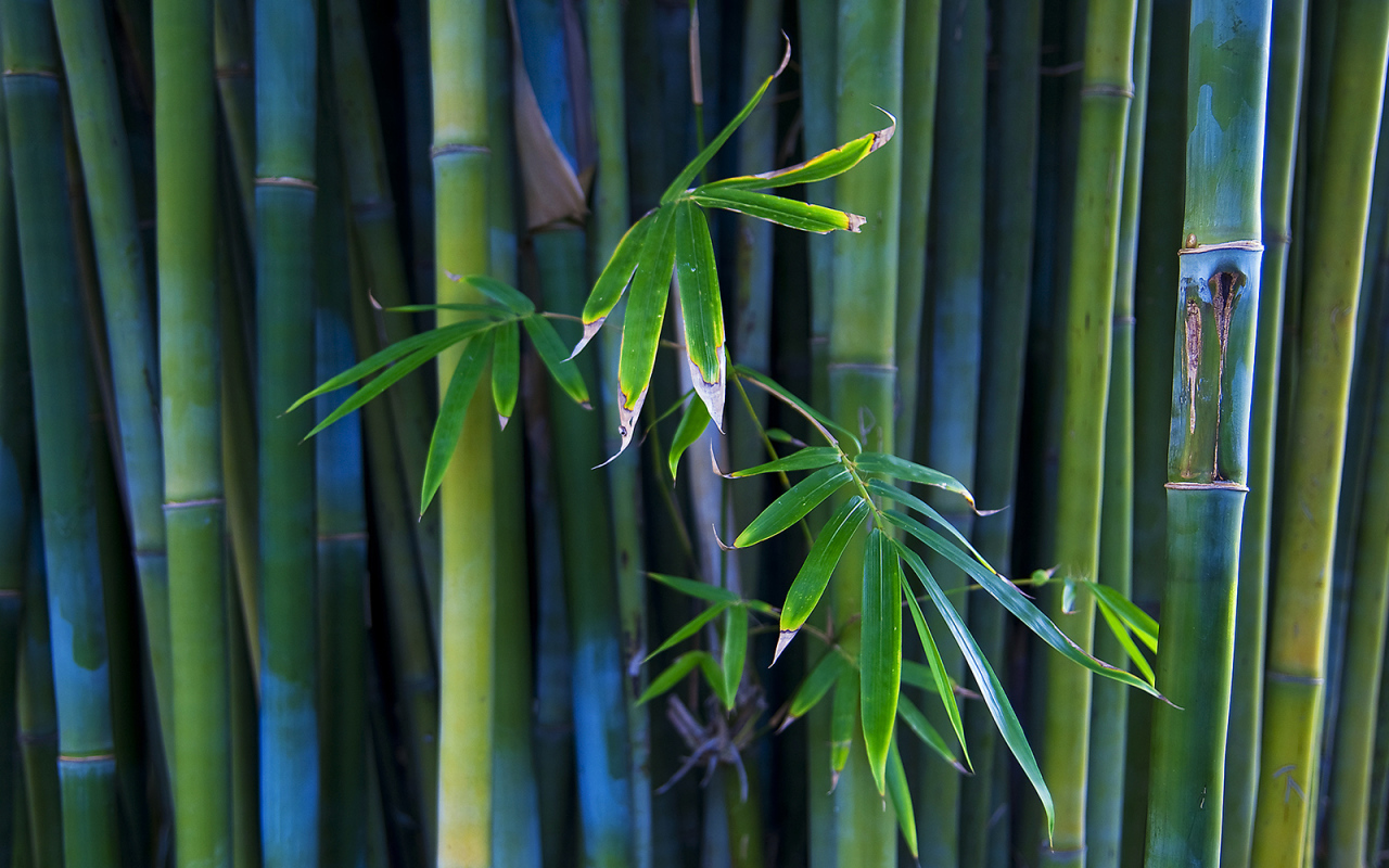 Листья бамбука