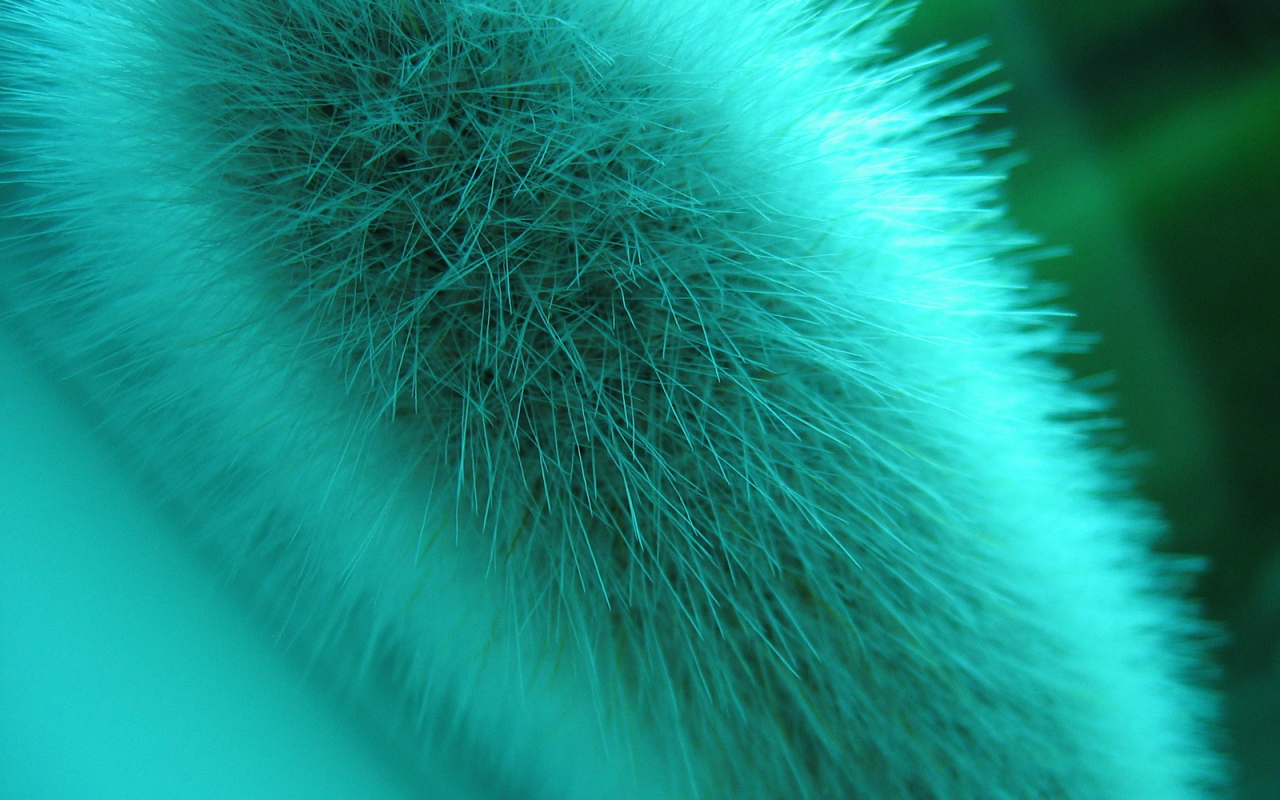 Макро съемка