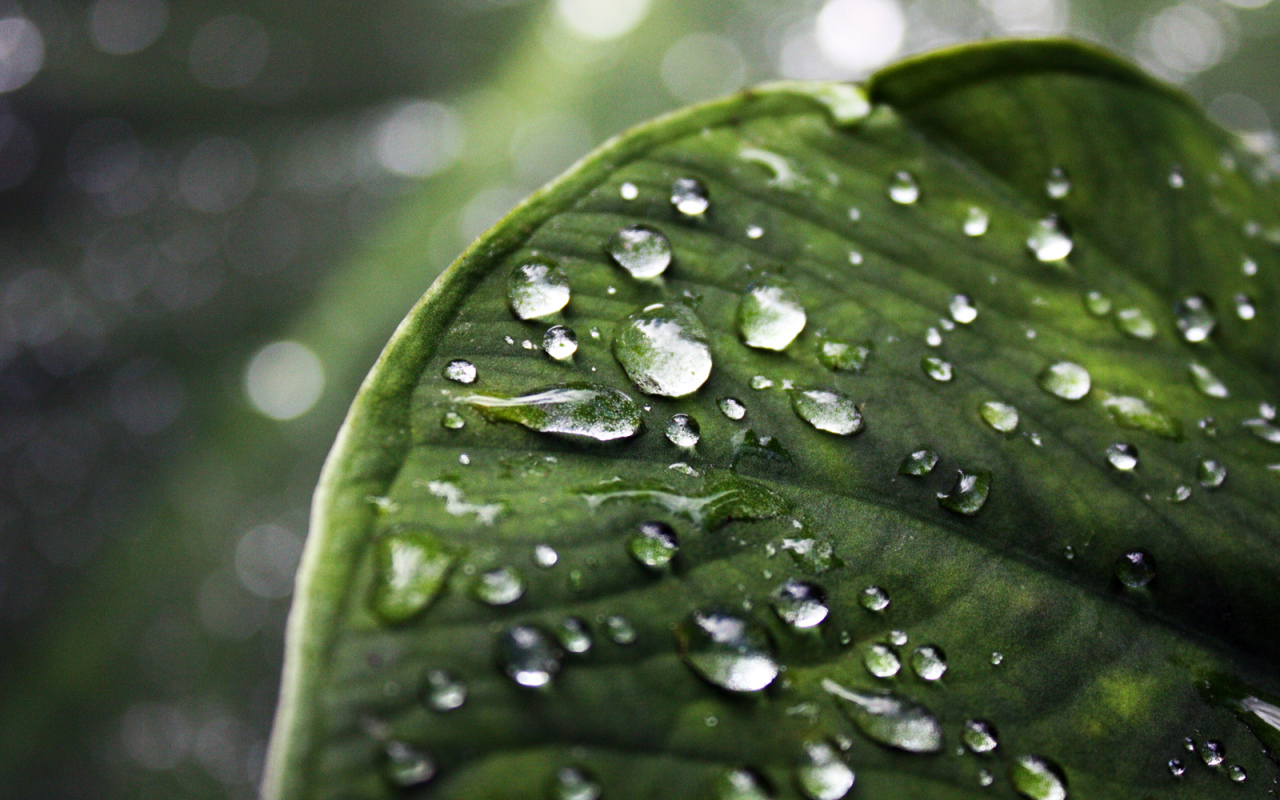 Влажный зеленый листик