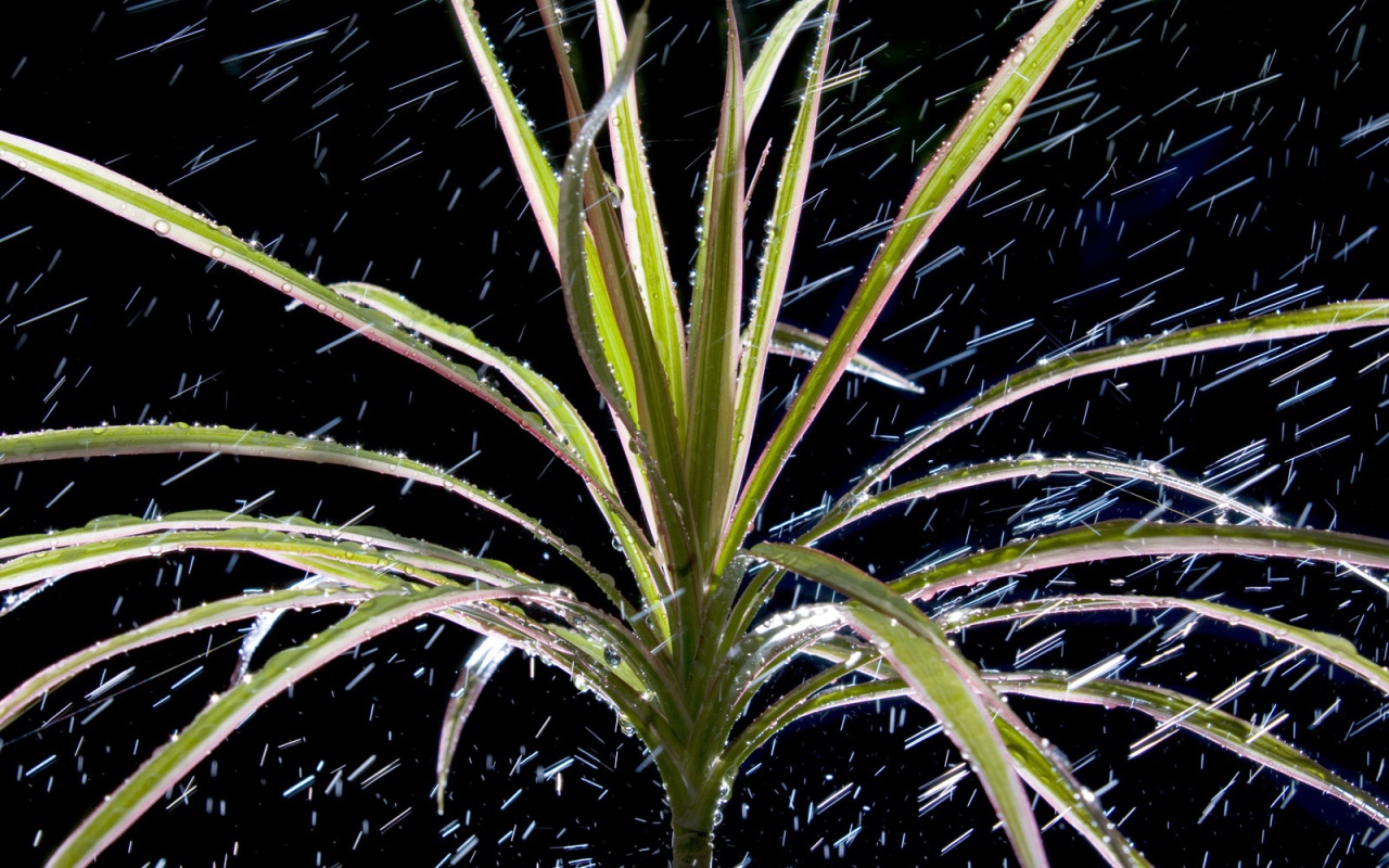  Dracaena
