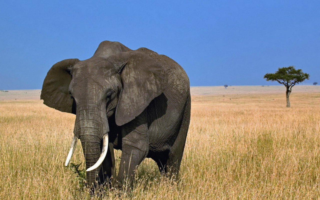 Африканский слон в Кении