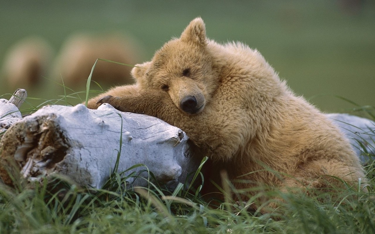 Медведь с бревном