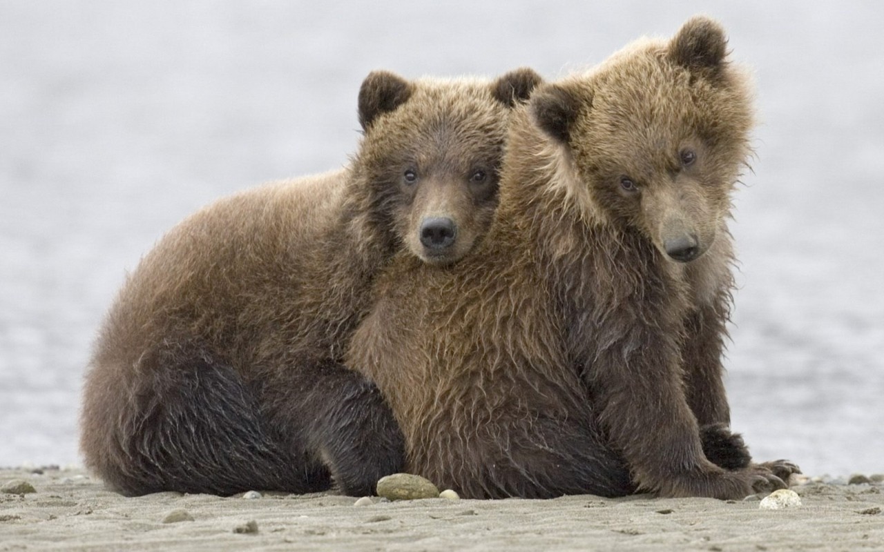 Братья медведи