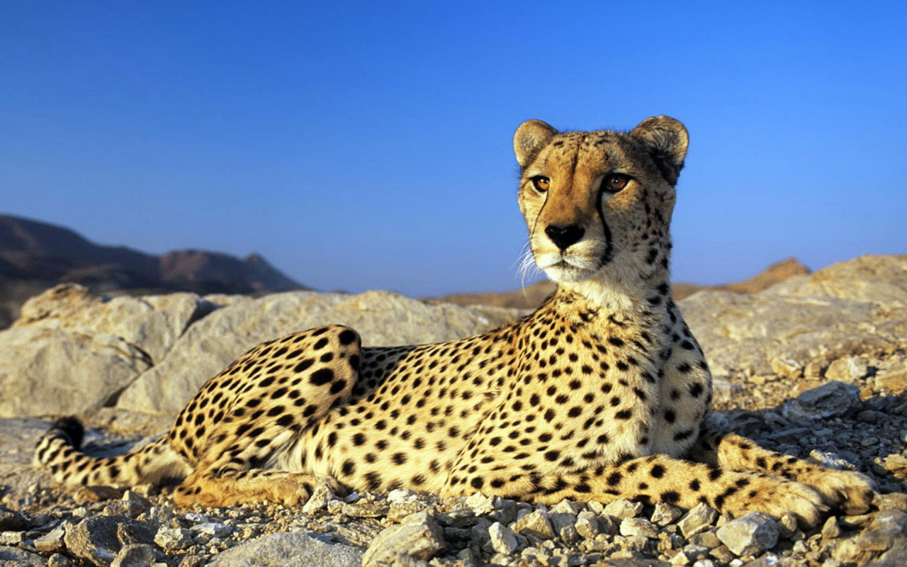 Гепард на камнях