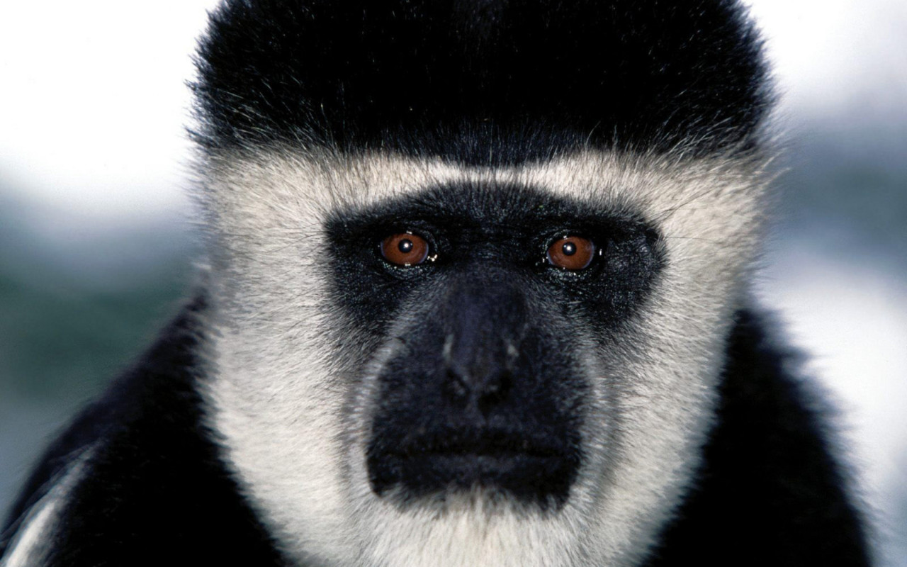 Обезьянья мордашка