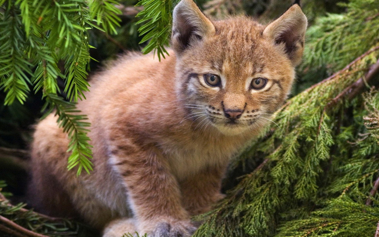 Рысенок на ветке