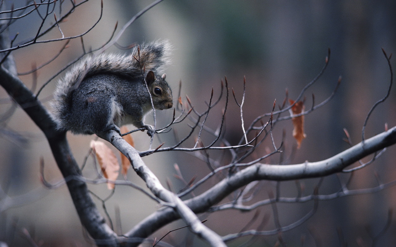 Белка на ветке