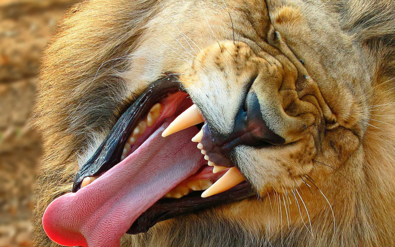 Зевающий лев