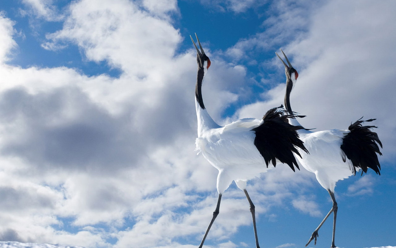 Птичья прогулка