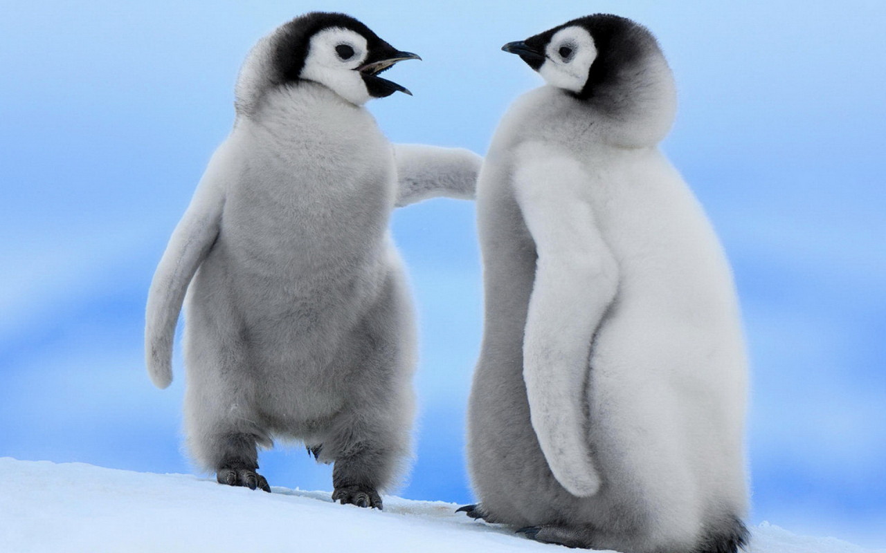 Парочка пингвинчиков
