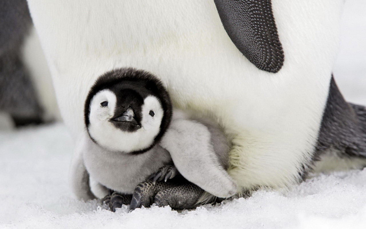 Пингвиненок