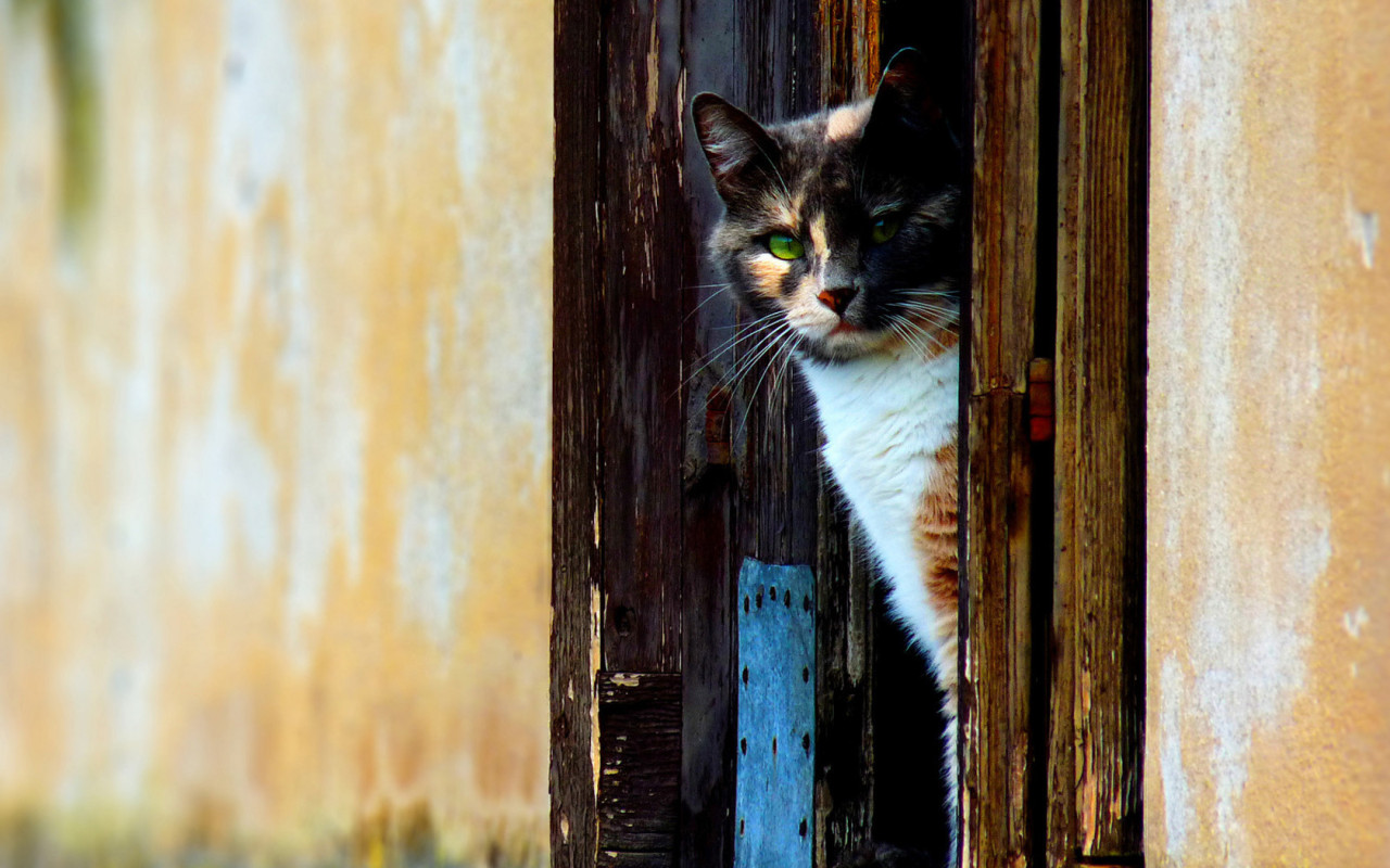 Кошка выглыдывающая из двери