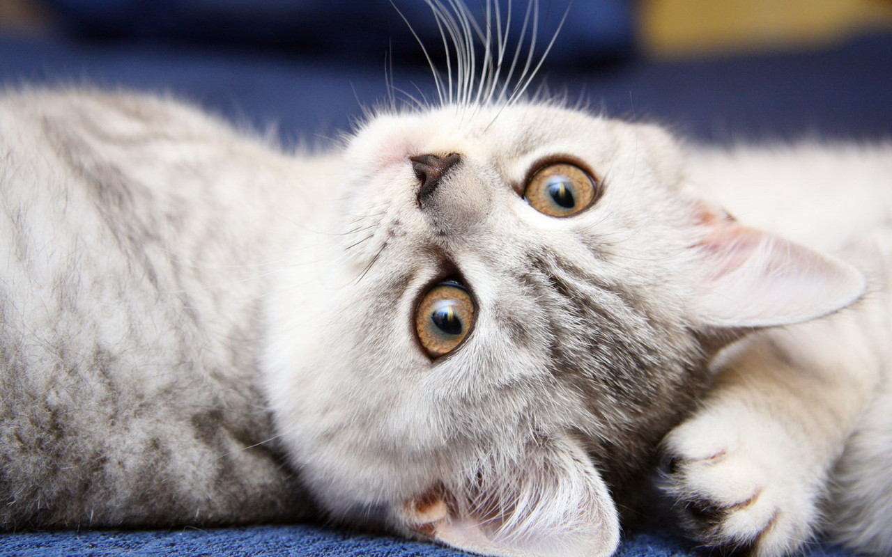 Симпатичная мордашка