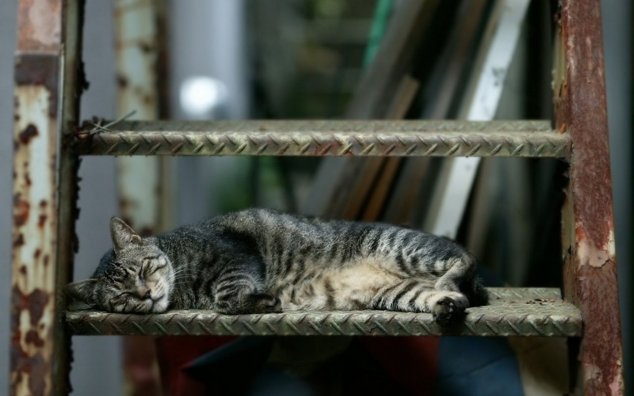 Спящая кошка