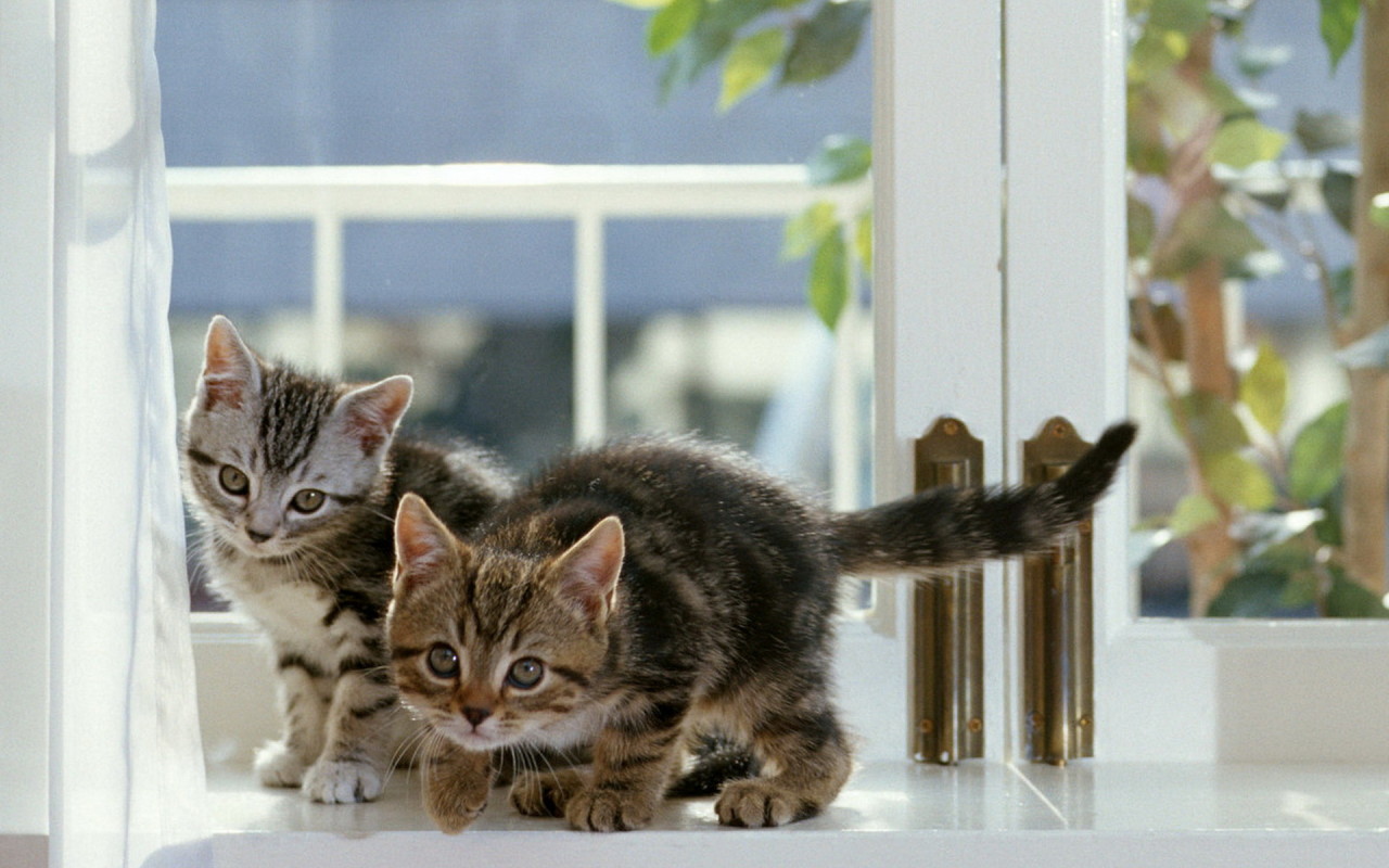 Котята на окне