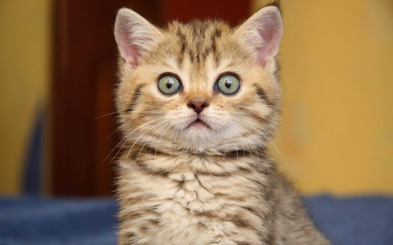 Удивленный котенок