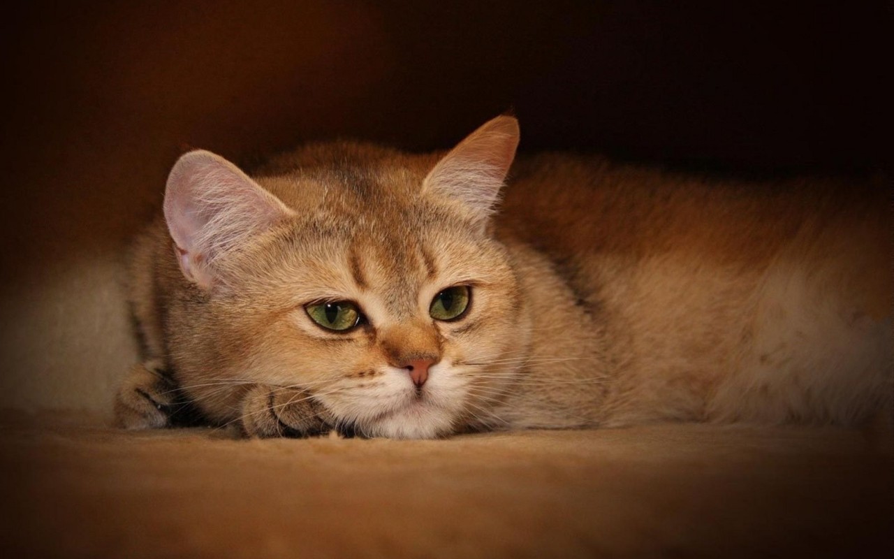 Задумчивый кот