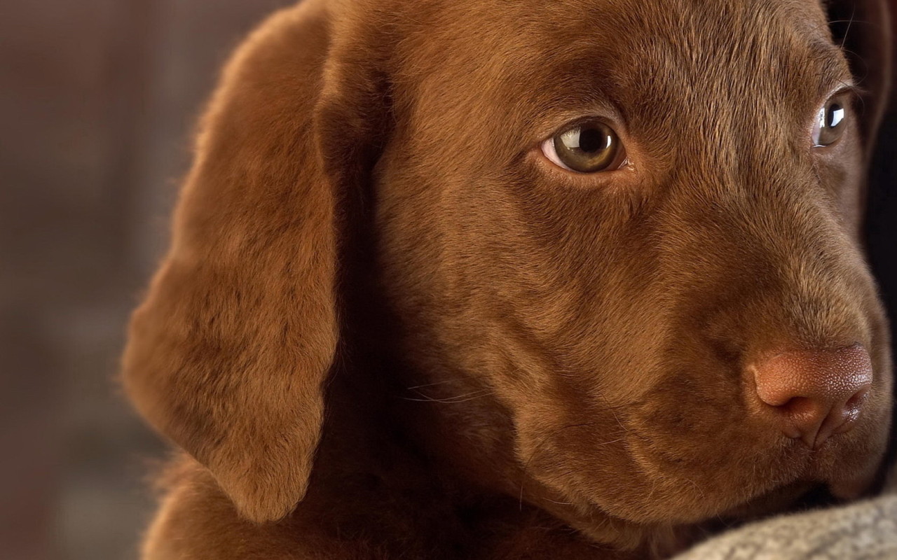 Собачья мордашка