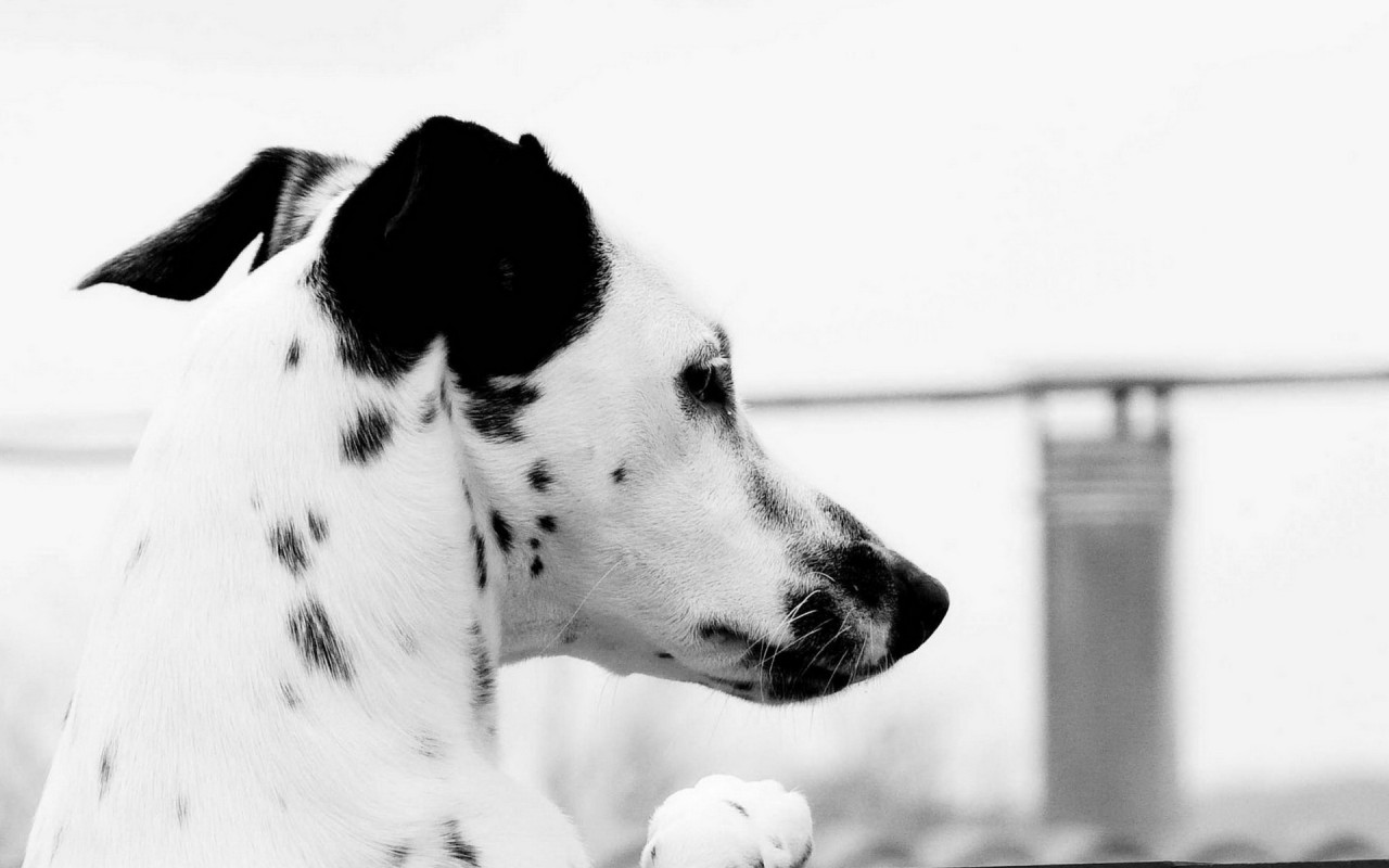 Пятнистый пес