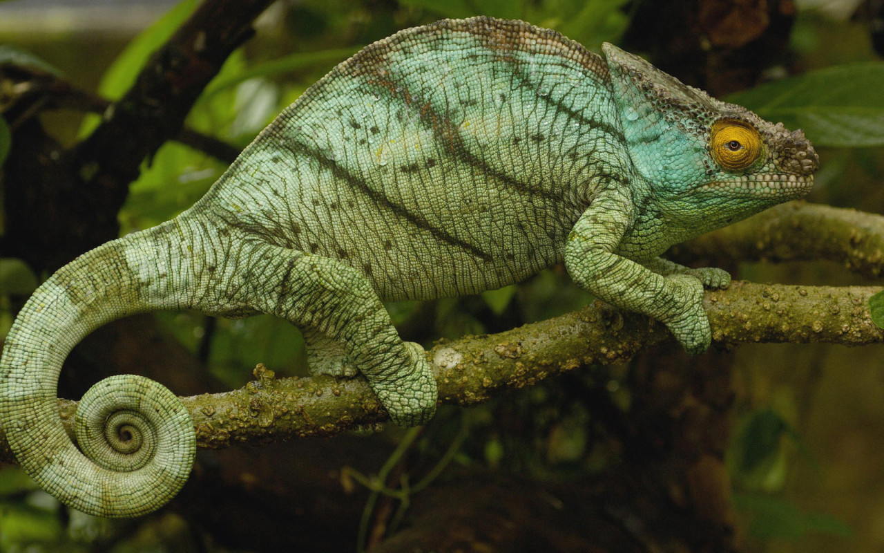 Хамелеон на ветке