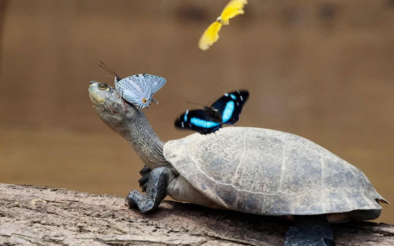 Черепаха и бабочки