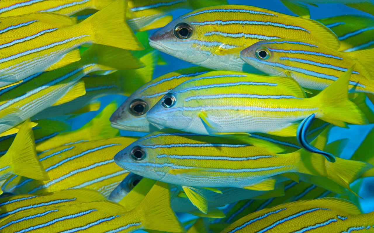 Коралловые рыбки