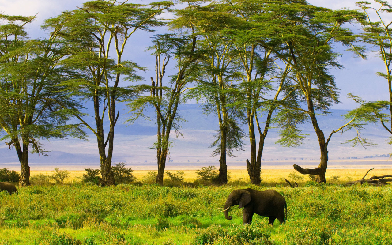 Слон в саванне