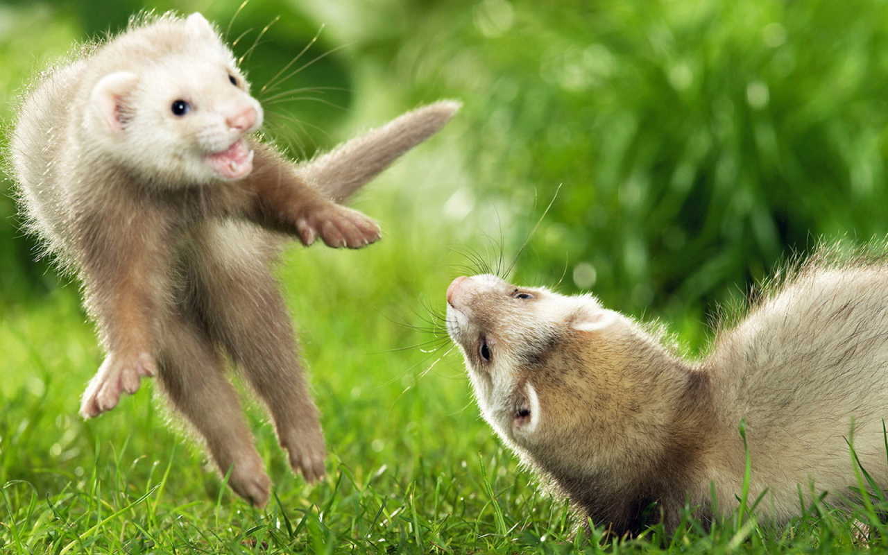 Игры хорьков