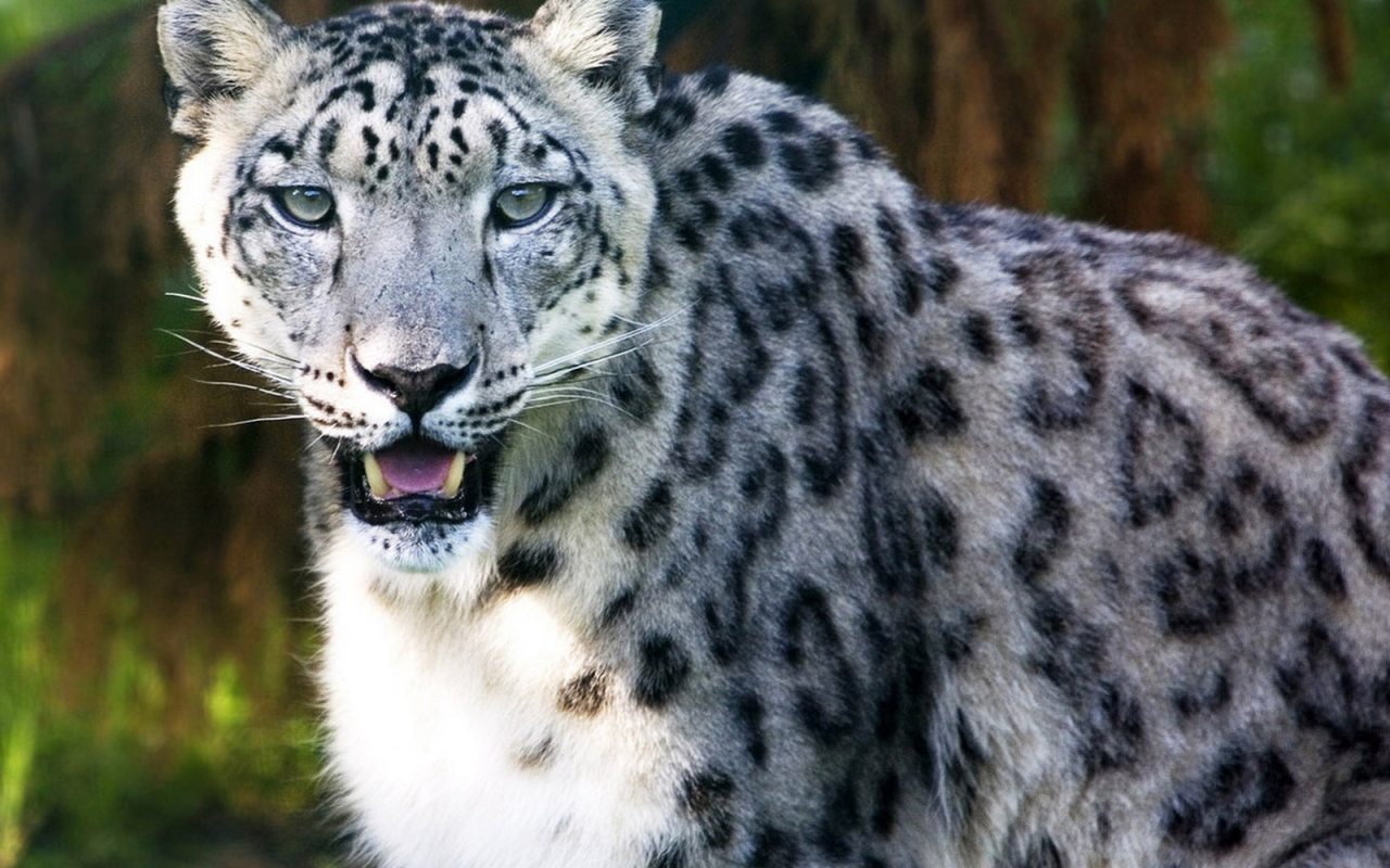 Ирбис в лесной чаще