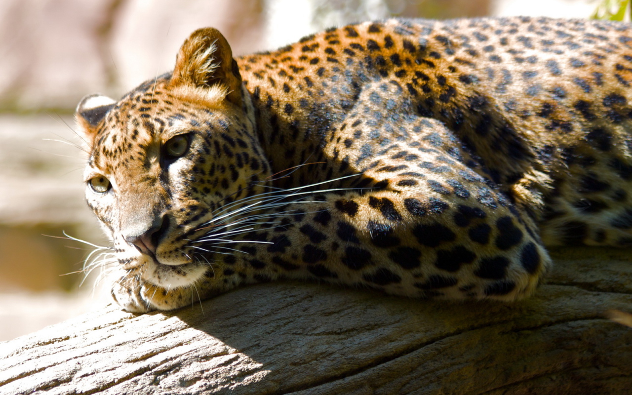 Леопард лежа на дереве