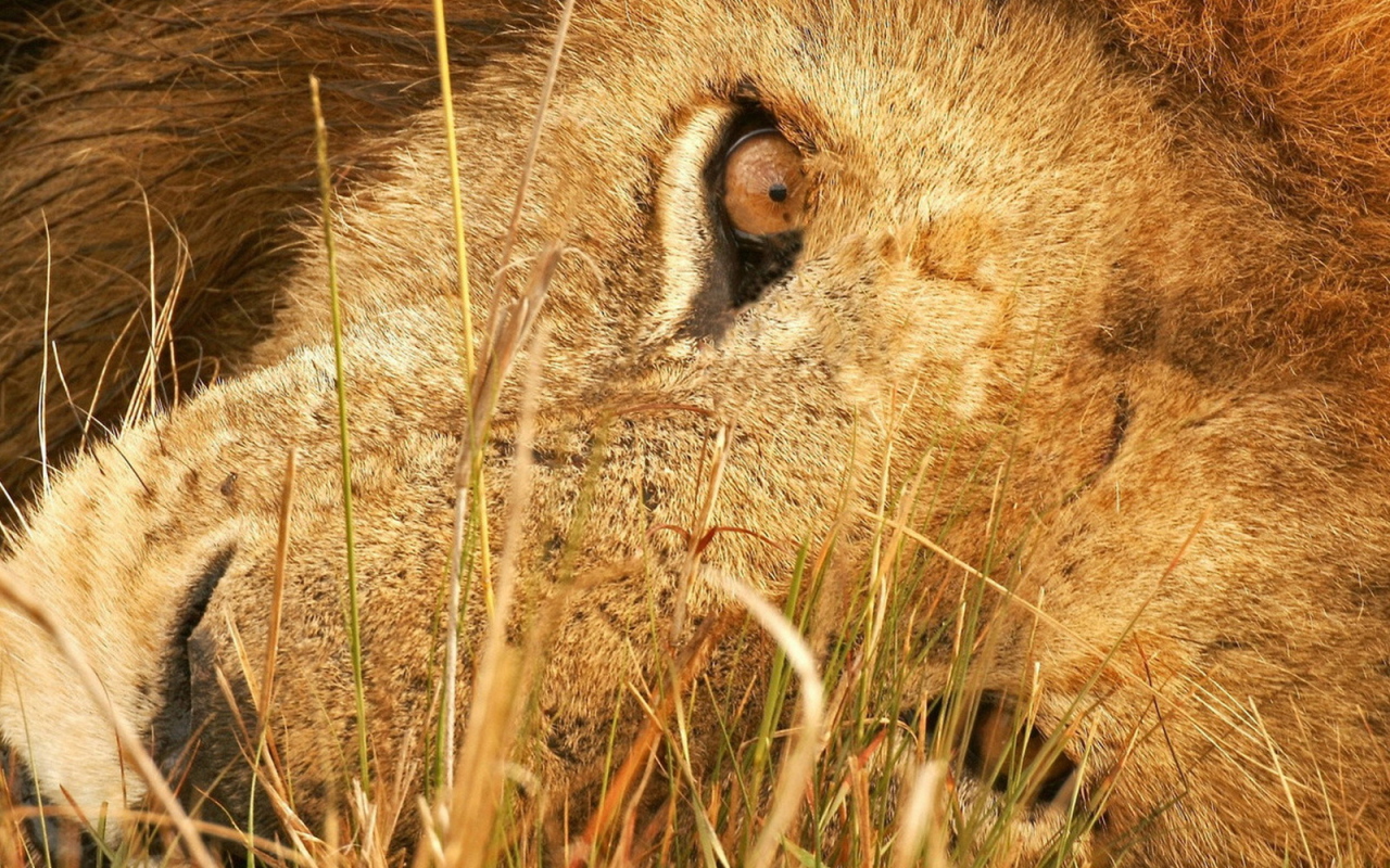 Лева в траве