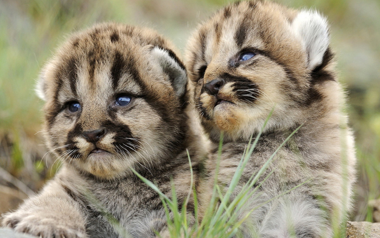 Маленькие хищники