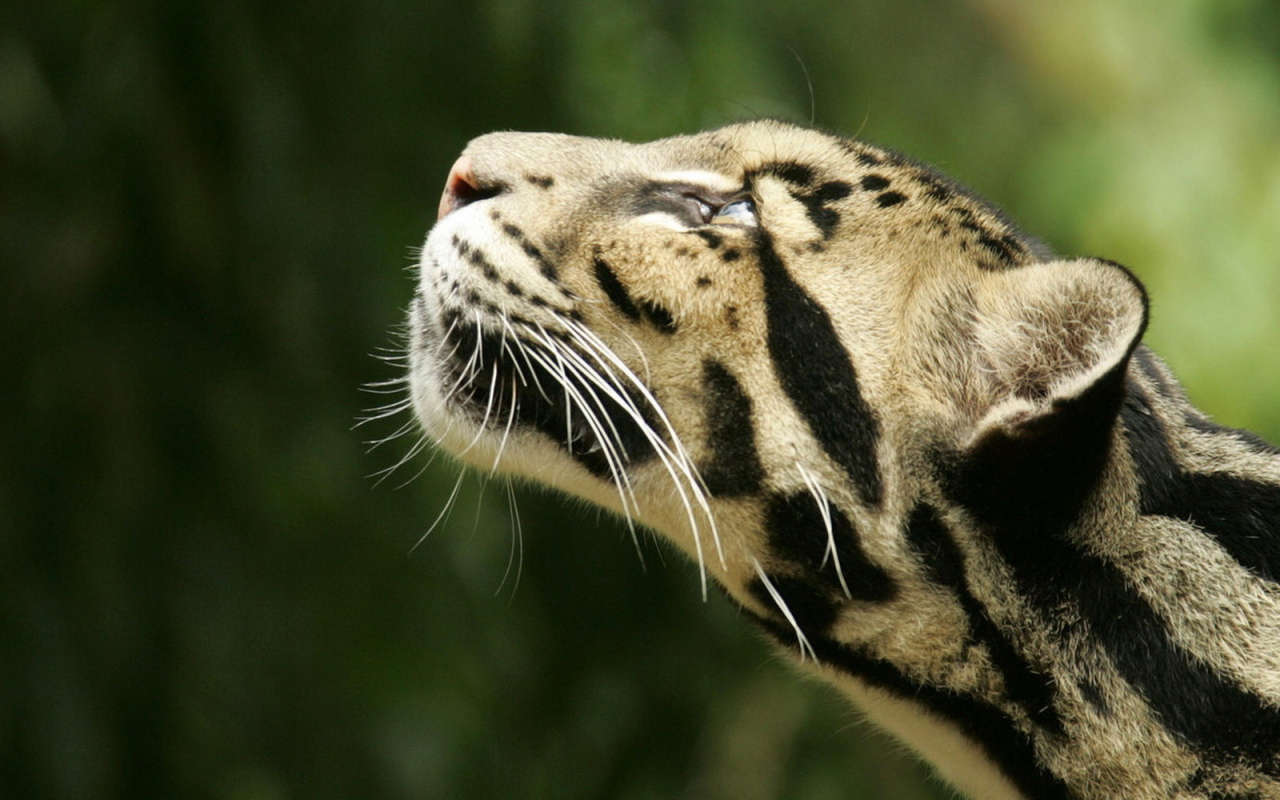 Дымчатый леопард