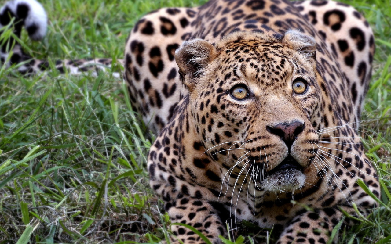 Притаившийся леопард