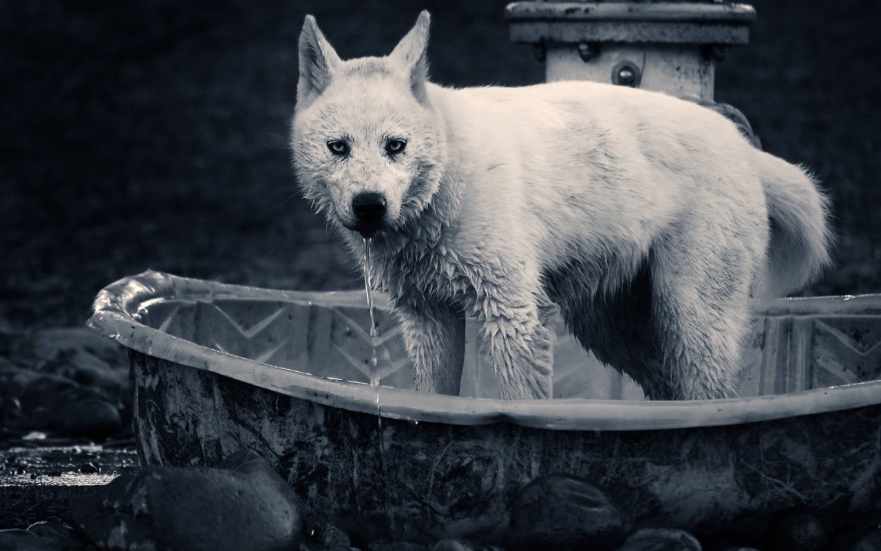 Волк в ванной