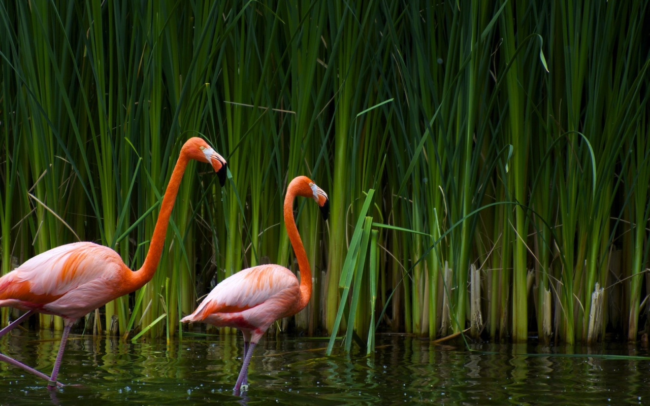 Розовые фламинго