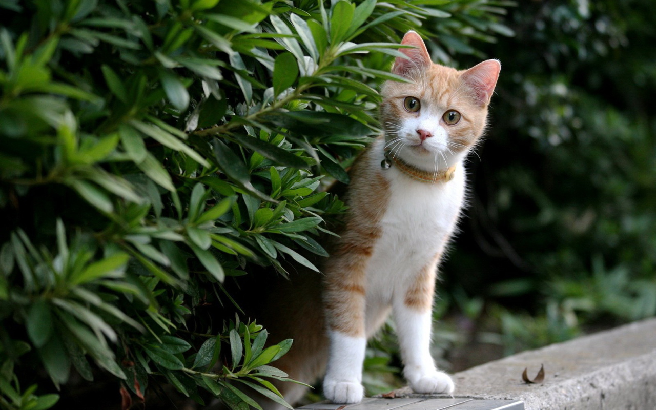 Рыжий котенок