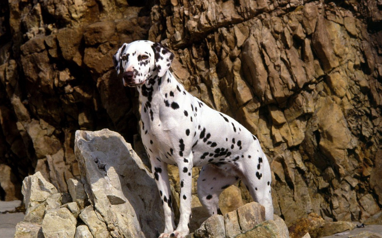 Далматинец