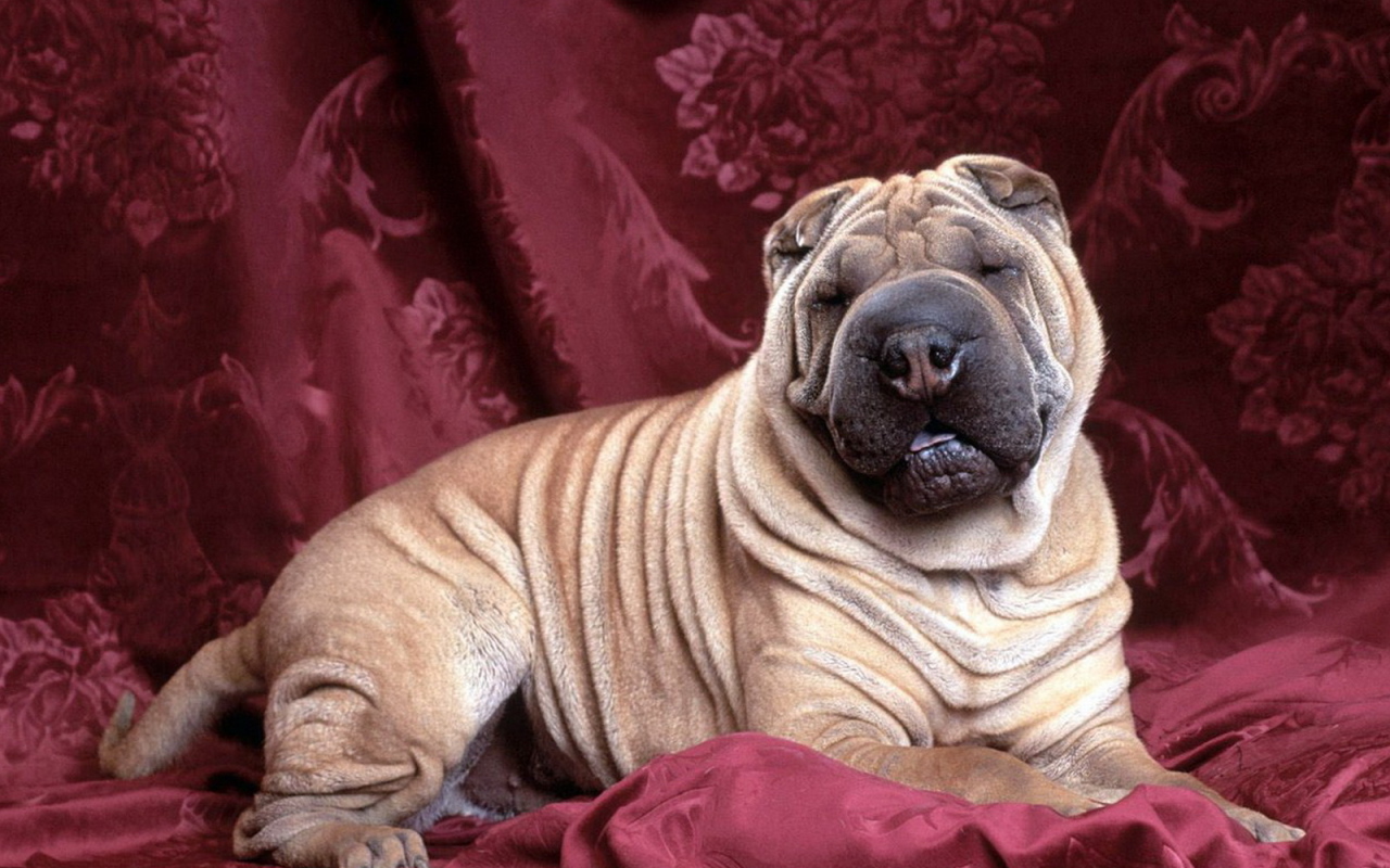 задремавший Шарпей