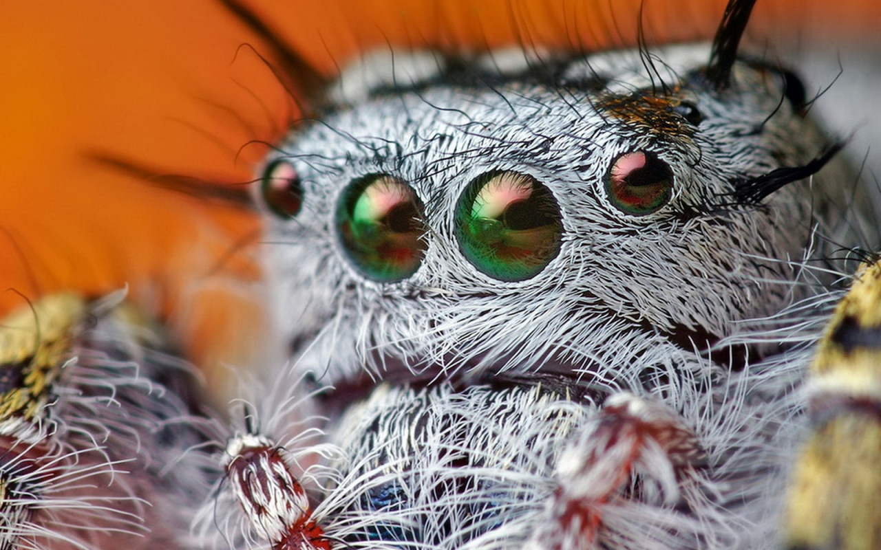 Паучьи глазки