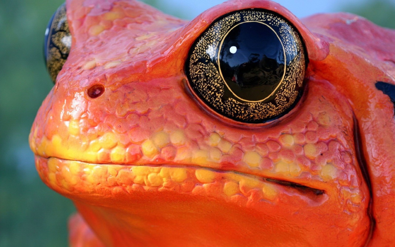 Красная лягушка